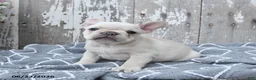 French Bulldog dogs for sale: Levi - Ad 2