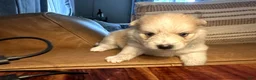 Mixed Breed dogs for sale: Donna - Female - Ad 4