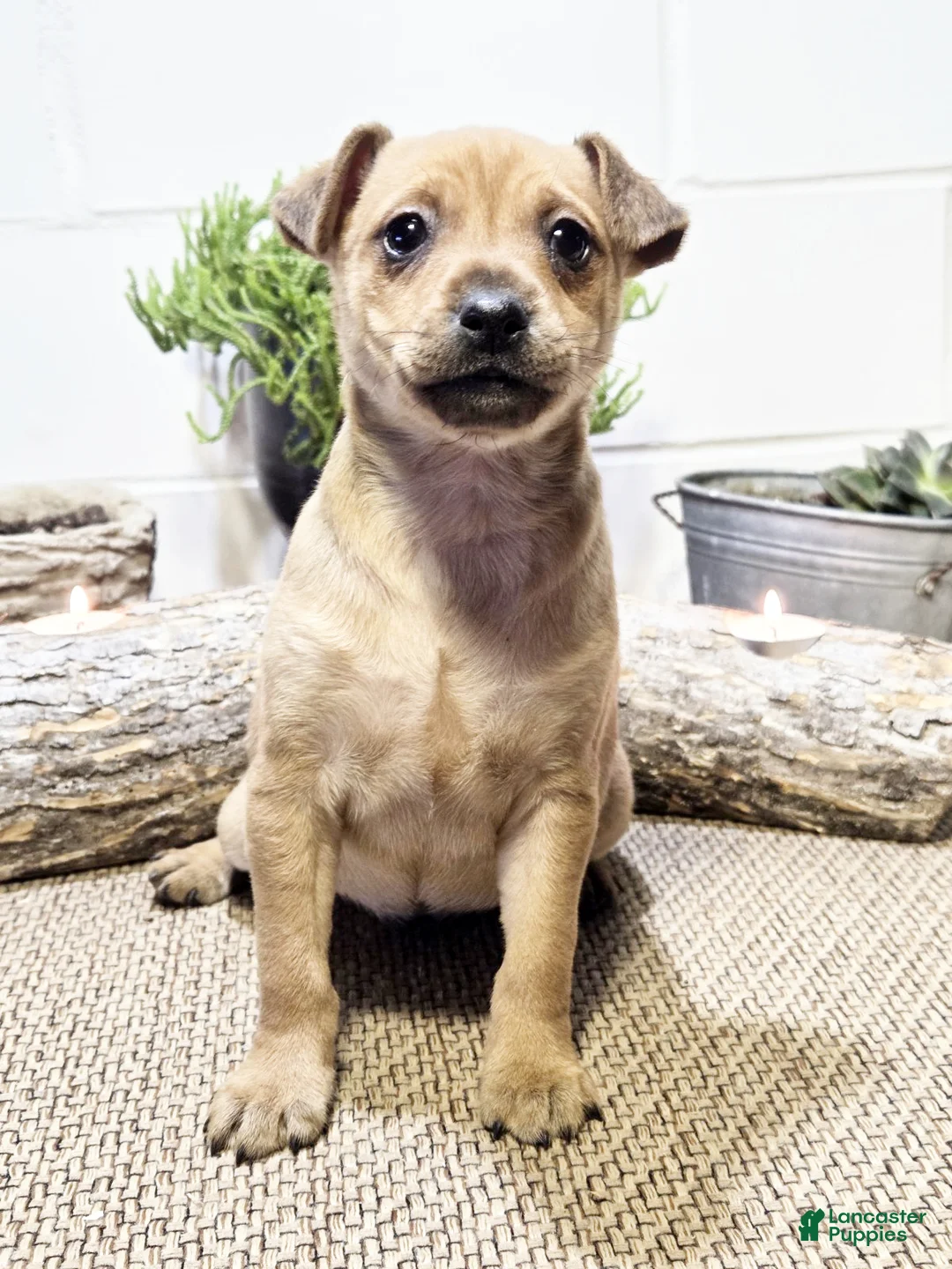 Miniature Pinscher dogs for sale: Pearl - Ad 1