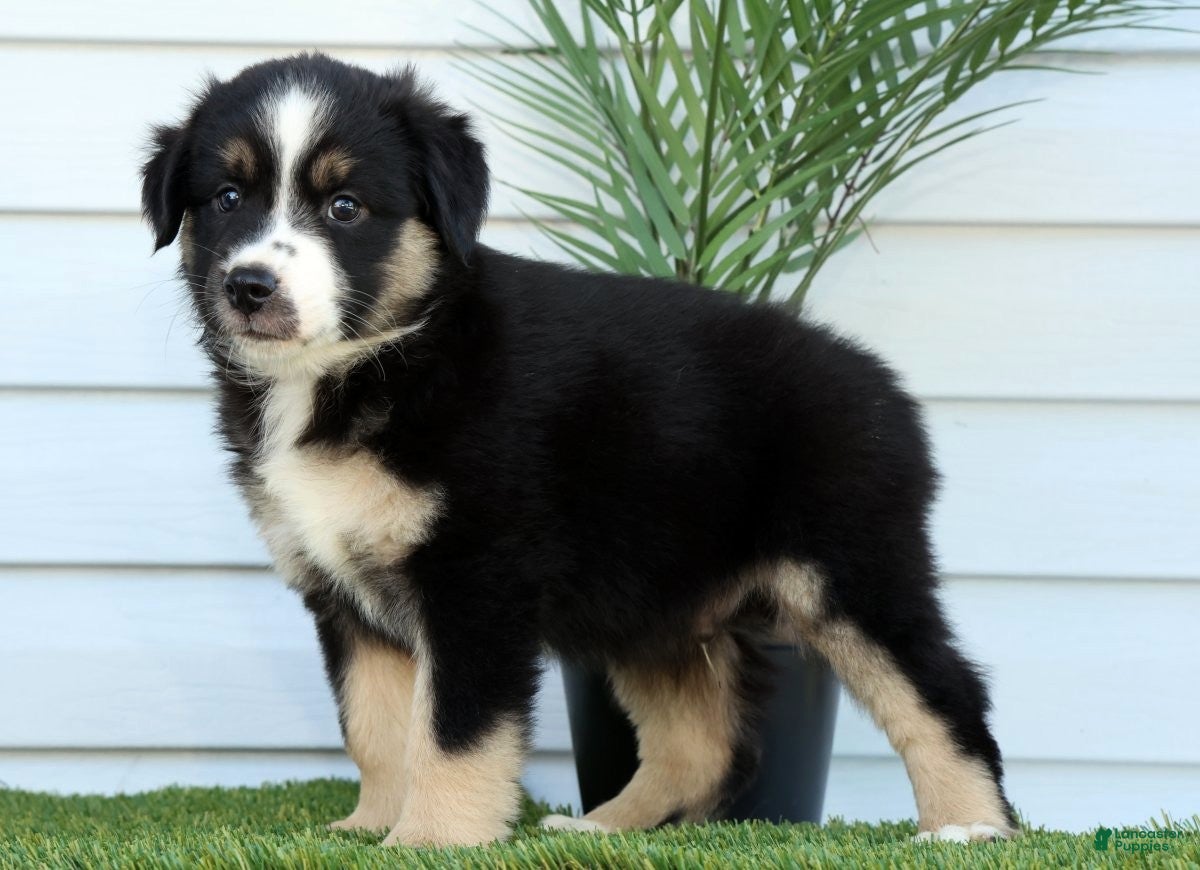 Toby