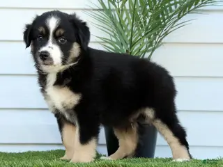 Miniature Australian Shepherd dogs for sale: Toby - Ad 3