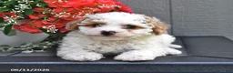 Miniature Poodle dogs for sale: Sugar - Ad 4