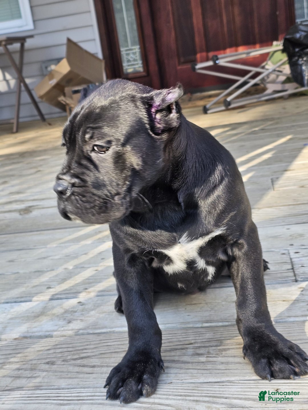 Cane Corso dogs for sale: QUEENIE - Ad 8