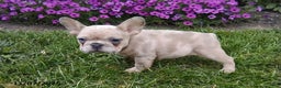 French Bulldog dogs for sale: Sophia - Ad 2
