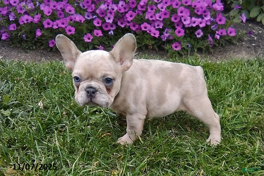 French Bulldog dogs for sale: Sophia - Ad 2