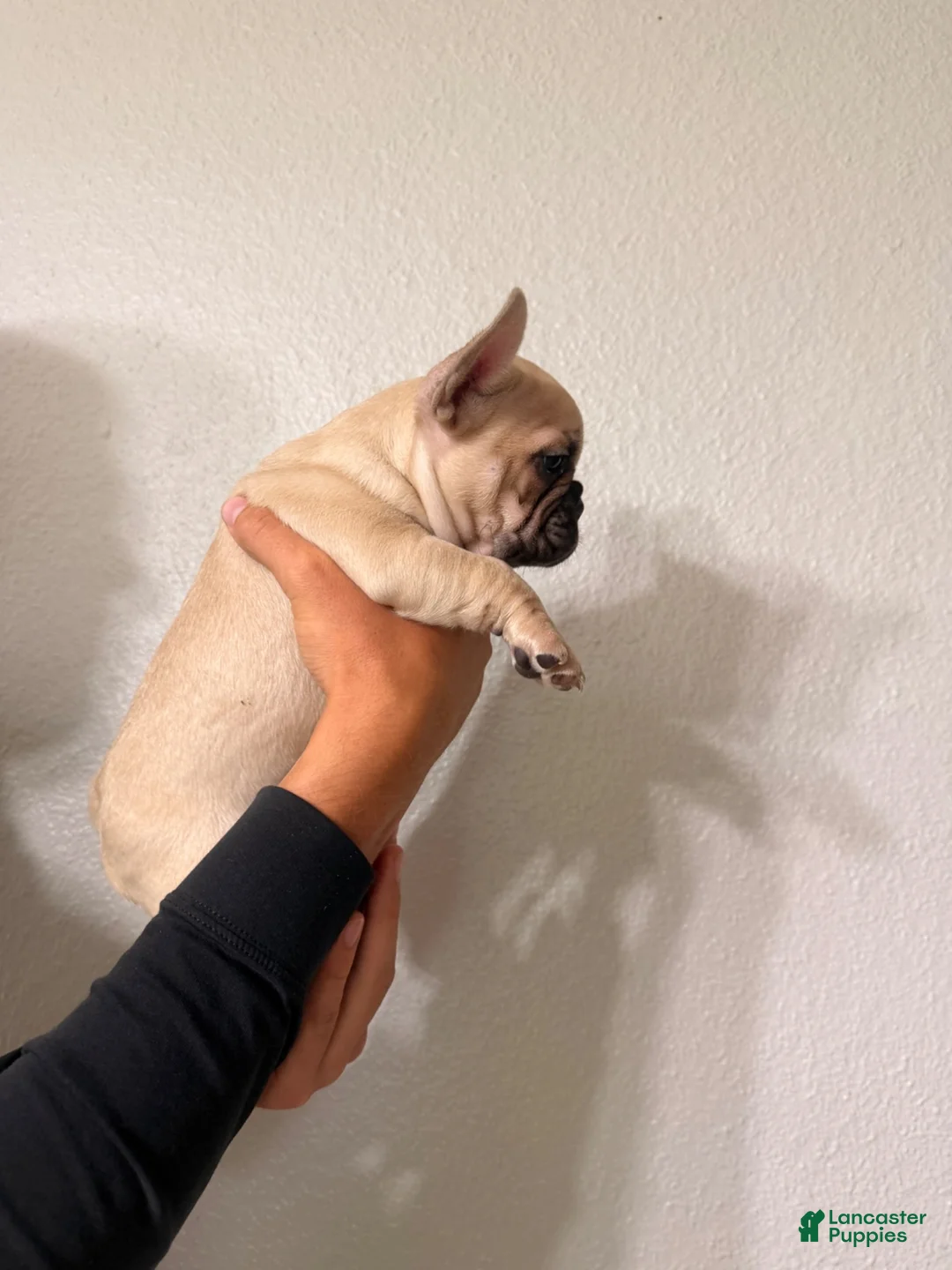 French Bulldog dogs for sale: French Bulldog 1 - Ad 2