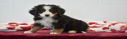 Bernese Mountain Dog dogs for sale: Orchid - Ad 1