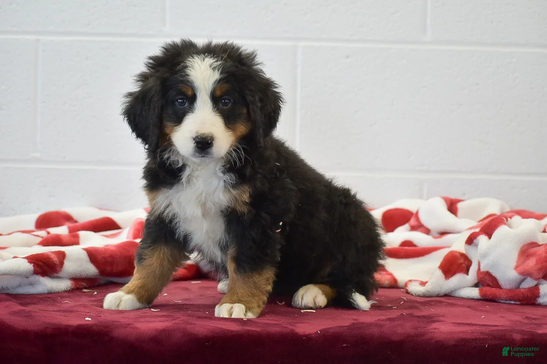 Bernese Mountain Dog dogs for sale: Orchid - Ad 1