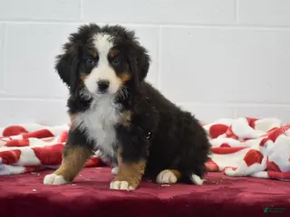 Bernese Mountain Dog dogs Orchid - Ad 10