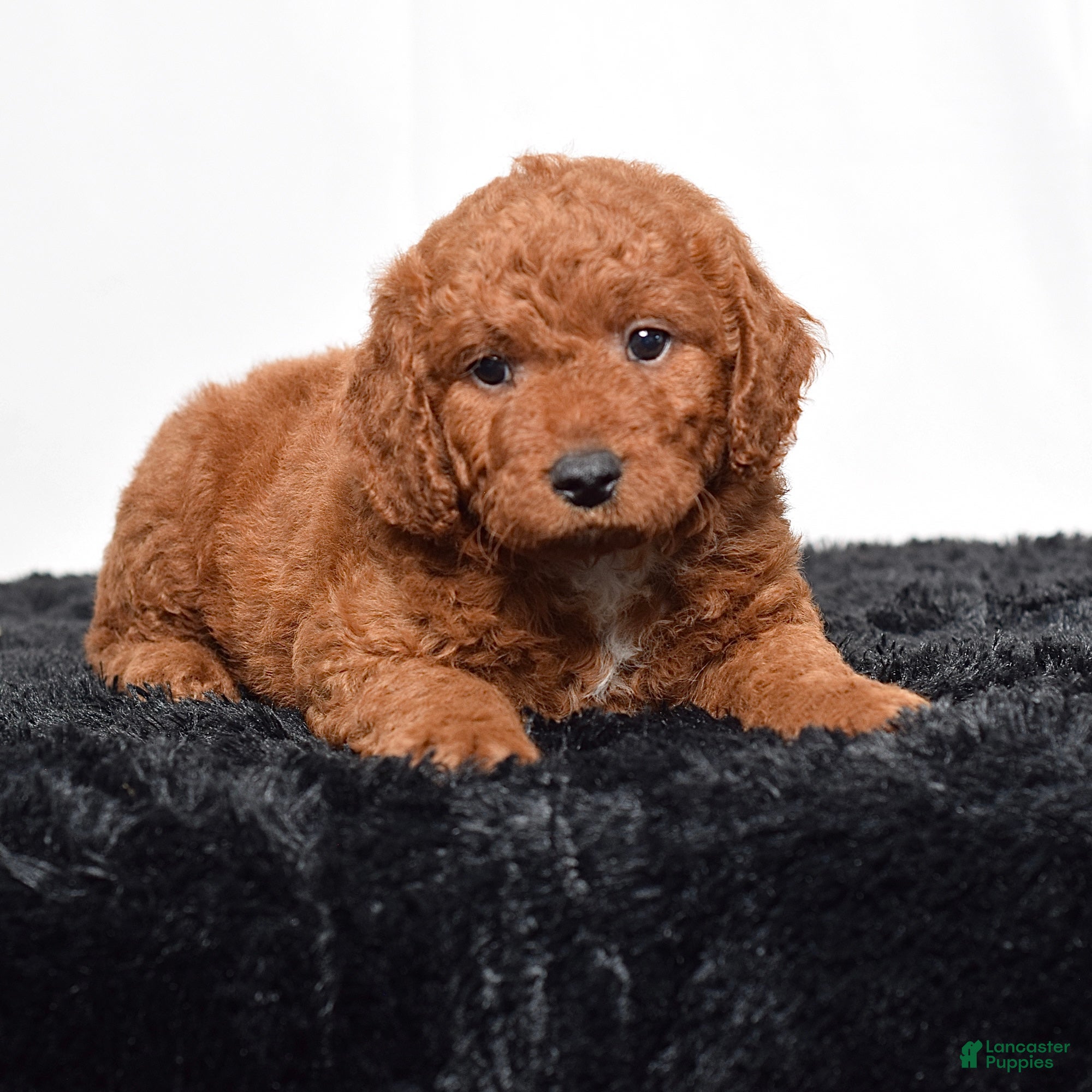 Mini Goldendoodle dogs for sale:  Malcolm - Ad 2