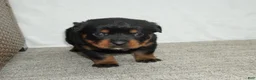 Rottweiler dogs for sale: Lily  - Ad 2