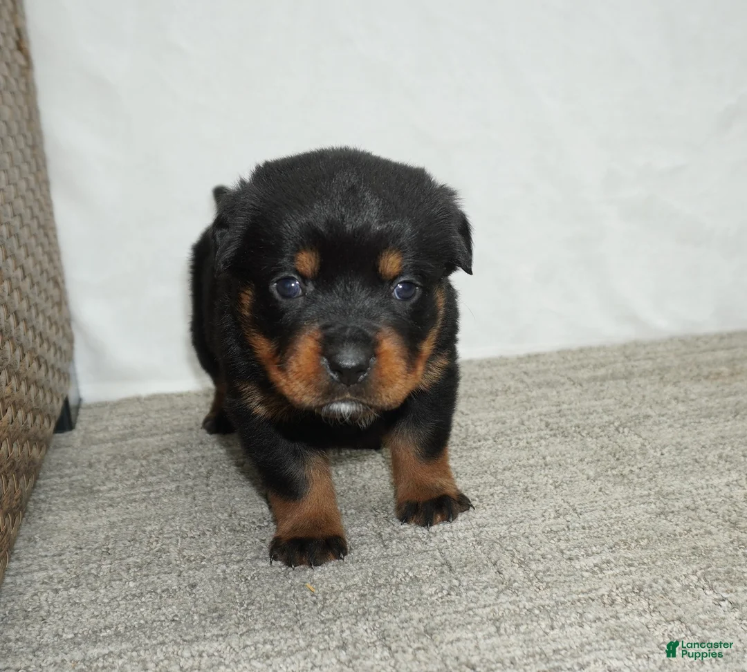 Rottweiler dogs for sale: Lily  - Ad 2