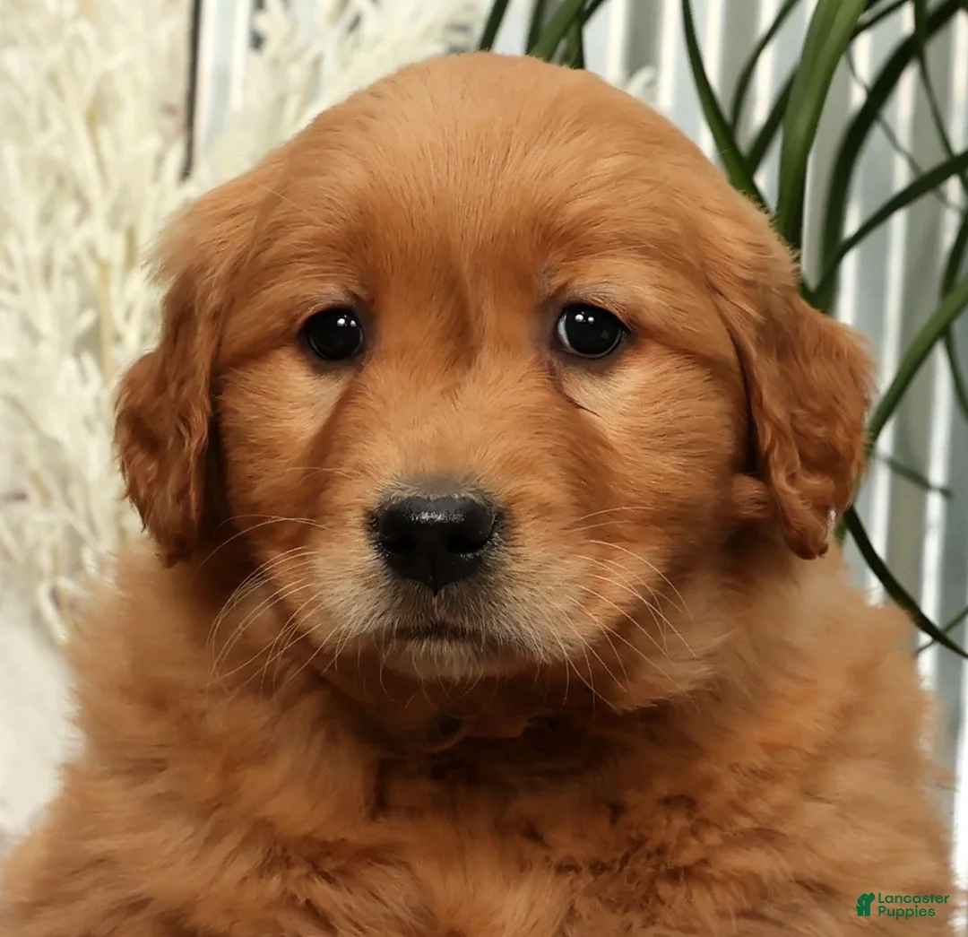 Golden Retriever dogs for sale: Amber - Ad 9
