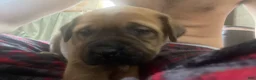 English Mastiff dogs for sale: English Mastiff 6 - Ad 5