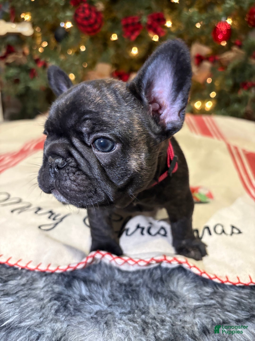 French Bulldog dogs for sale: French Bulldog Puppy 2 female (pink collar) - Ad 8