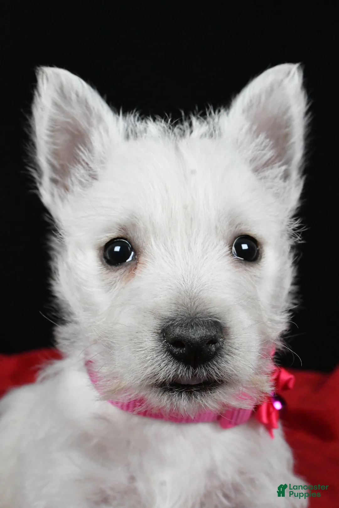 West Highland Terrier dogs for sale: Echo - Ad 10