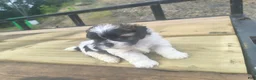Shorkie dogs for sale: Precious - Ad 3