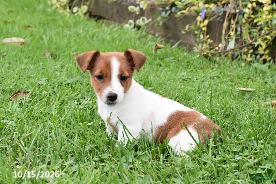 Jack Russell Terrier dogs for sale: Pepsi - Ad 1