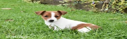 Jack Russell Terrier dogs for sale: Pepsi - Ad 1