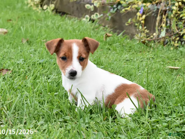 Jack Russell Terrier dogs for sale: Pepsi - Ad 1