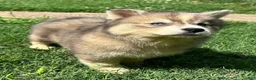 Siberian Husky dogs for sale: RUBY - Ad 5