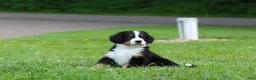 Bernese Mountain Dog dogs for sale: Claudia  - Ad 3