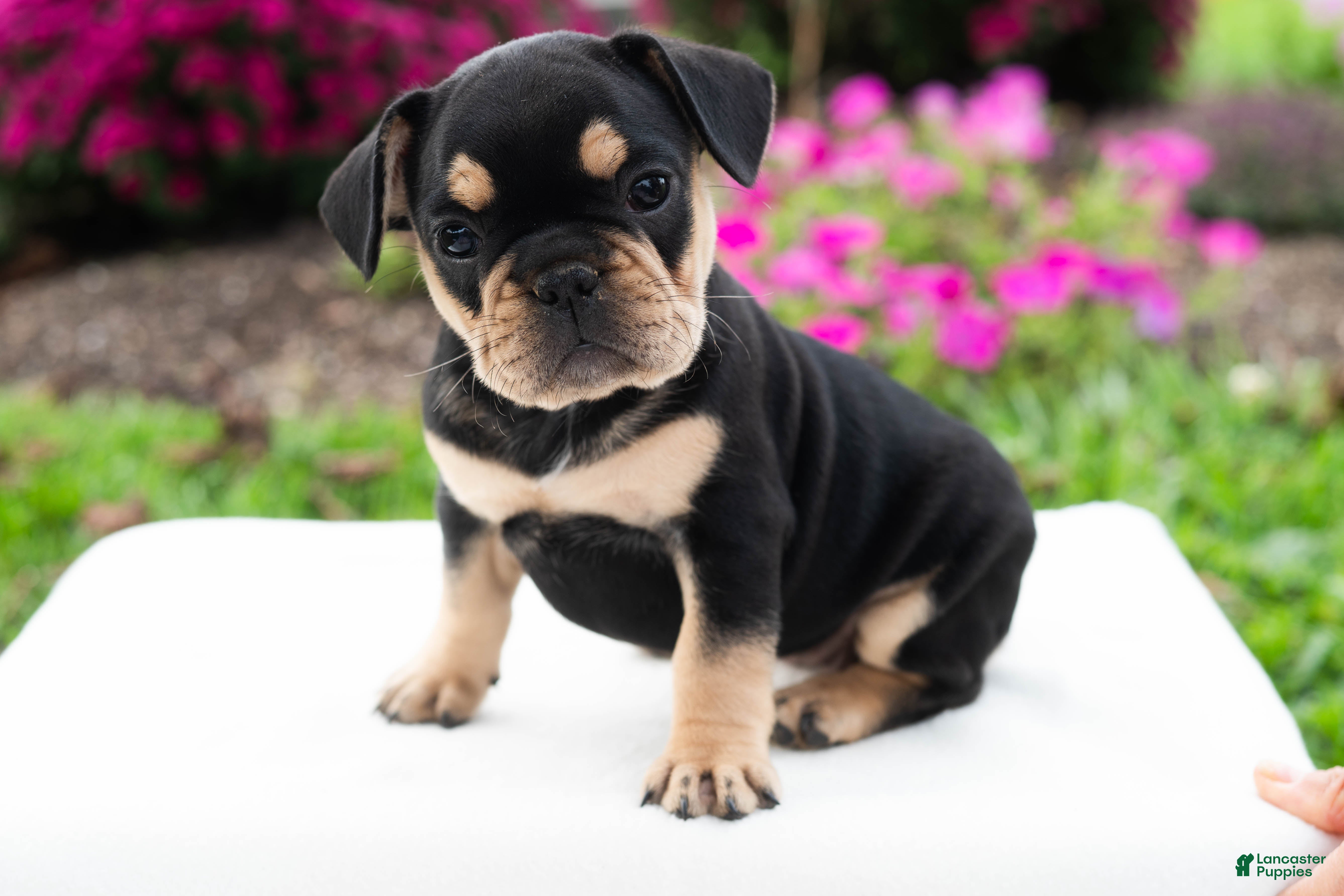 French Bulldogs Black And Tan English Bulldog For Sale English