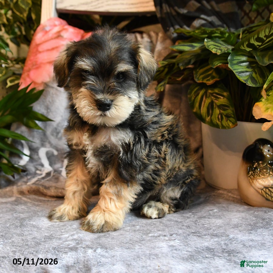 Miniature Schnauzer dogs Milo - Ad 1