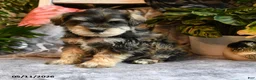 Miniature Schnauzer dogs for sale: Milo - Ad 1