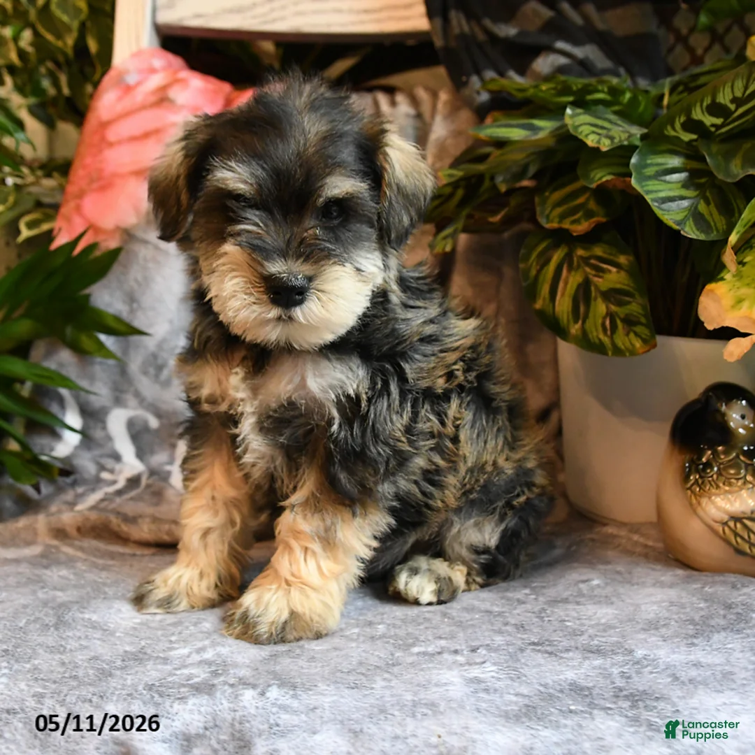 Miniature Schnauzer dogs for sale: Milo - Ad 1