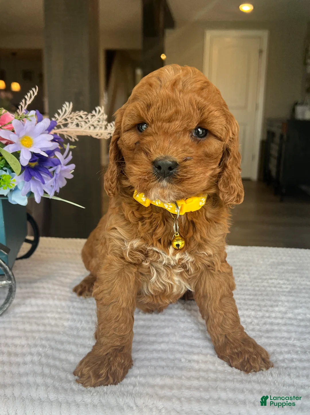 Mini Goldendoodle dogs for sale: Haisley  - Ad 1