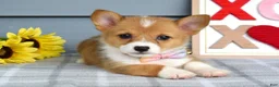 Welsh Corgi Pembroke dogs for sale: Winnie - Ad 4
