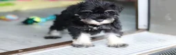 Miniature Schnauzer dogs for sale: Percy - Ad 20
