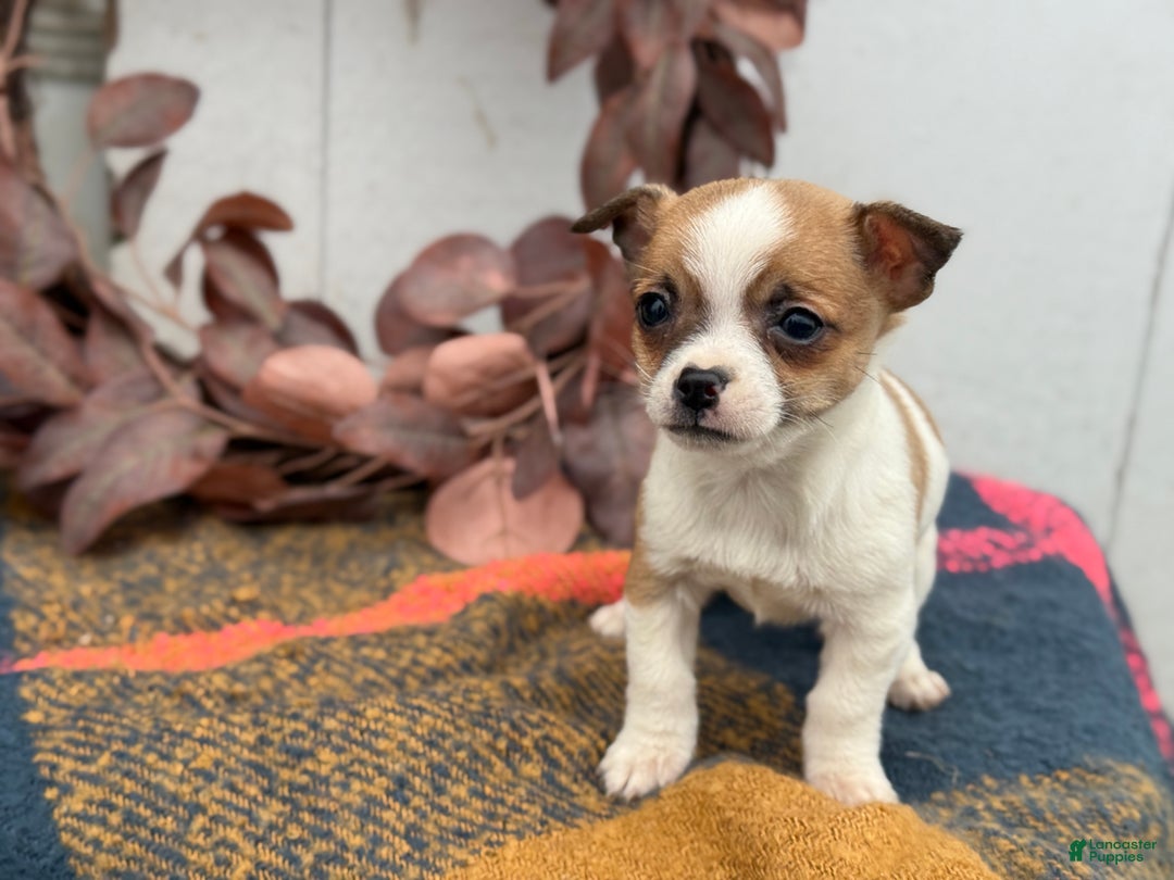Chihuahua dogs for sale: Buddy - Ad 17