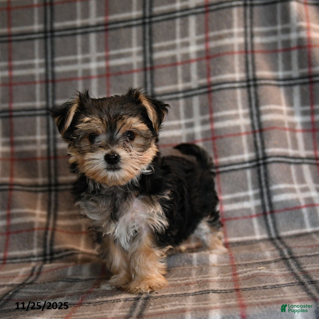 Morkie dogs for sale: Eve - Ad 2