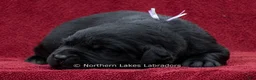 Labrador Retriever dogs for sale: Noble - Ad 3