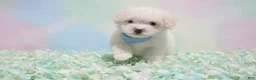 Maltipoo dogs for sale: GUCCI - Ad 2