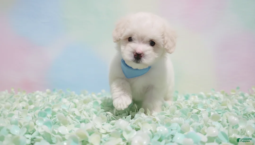 Maltipoo dogs for sale: GUCCI - Ad 2