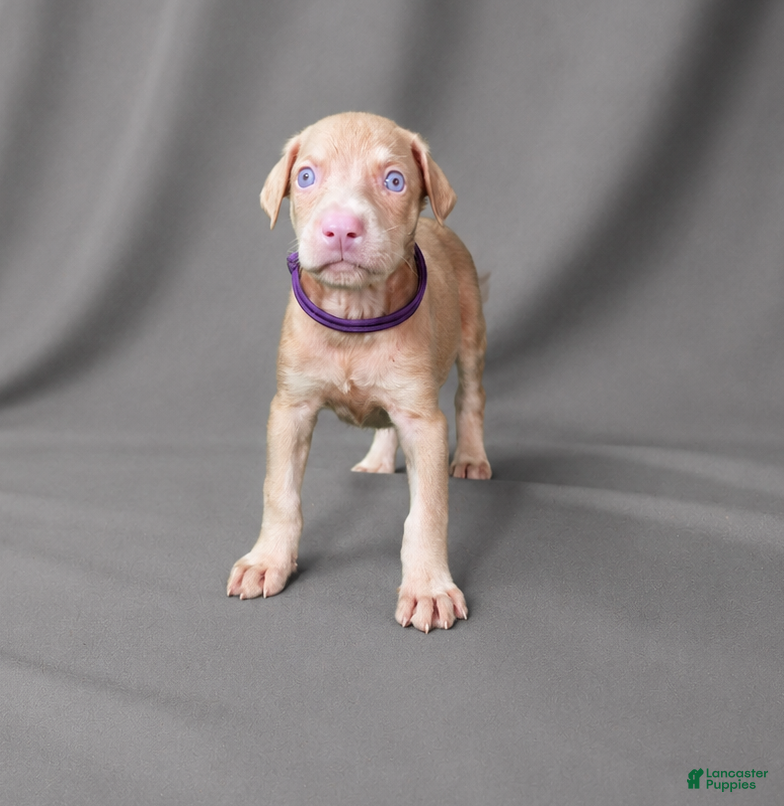 Doberman Pinscher dogs Angel - Ad 12