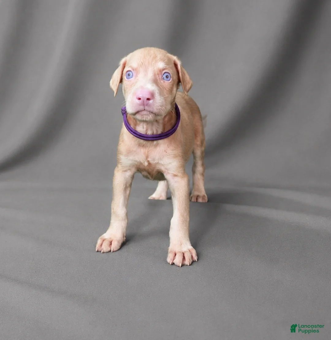 Doberman Pinscher dogs for sale: Angel - Ad 2