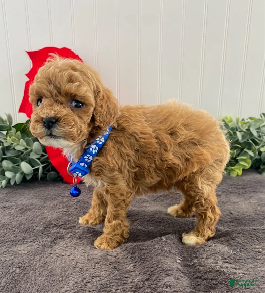 Toy Poodle dogs for sale: Jimmy-tiny - Ad 5