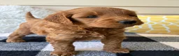 Mini Goldendoodle dogs for sale: Mini Goldendoodle “Ollie” - Ad 10