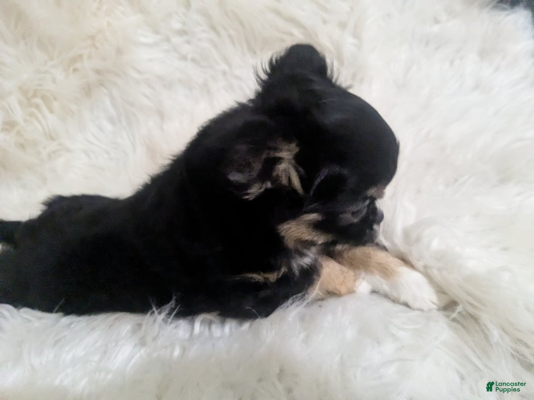 Chihuahua dogs for sale:  AKC Nilolai  - Ad 6