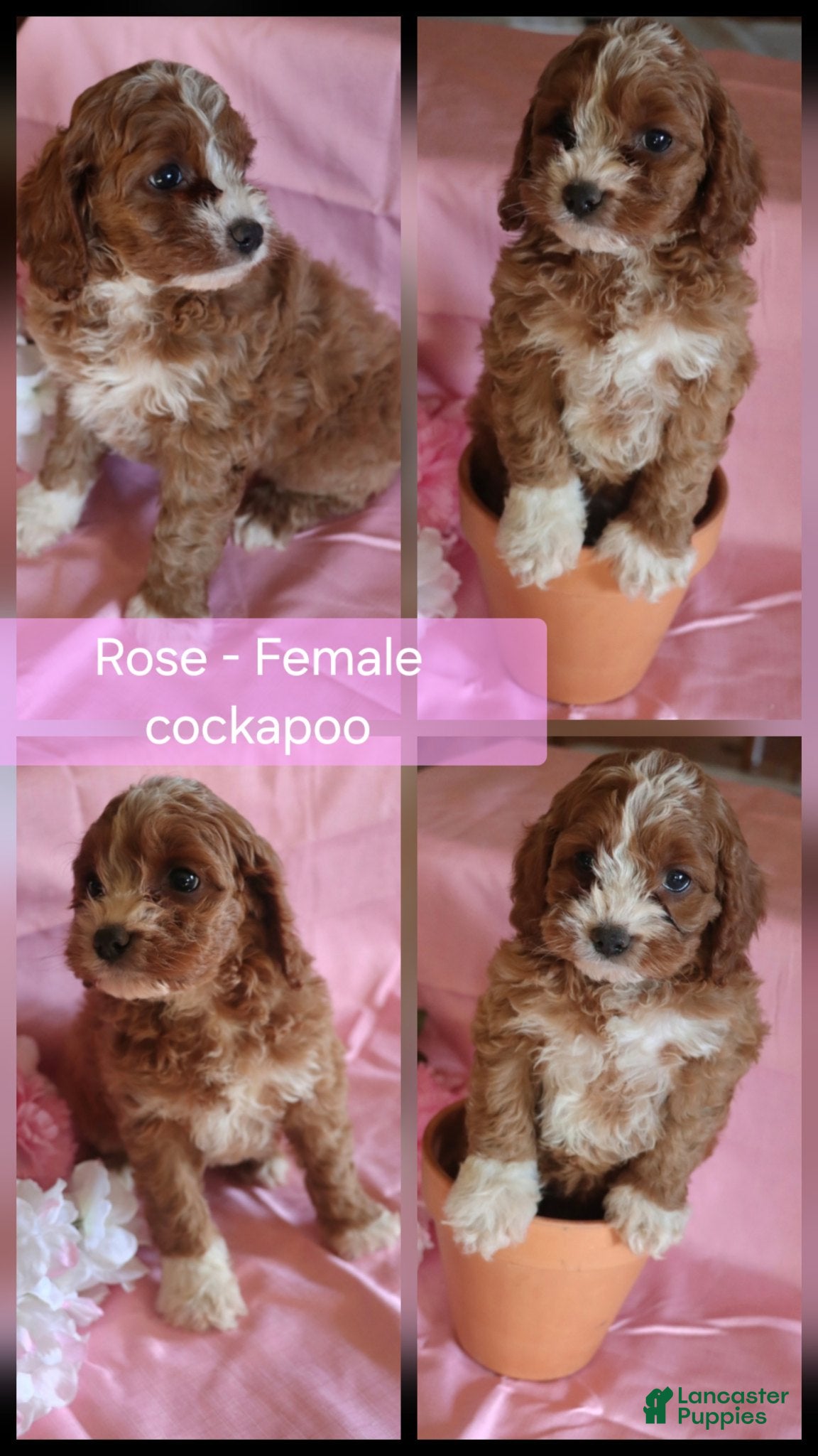 Cockapoo dogs Rose - Ad 5