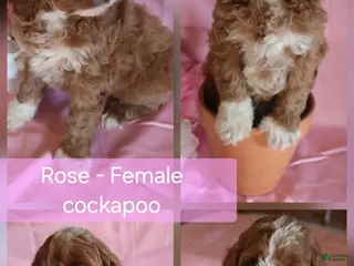 Cockapoo dogs Rose - Ad 5