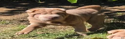Shar Pei dogs for sale: Lyla - Ad 3