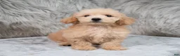 Mini Goldendoodle dogs for sale: Max ID: 3856 - Ad 12