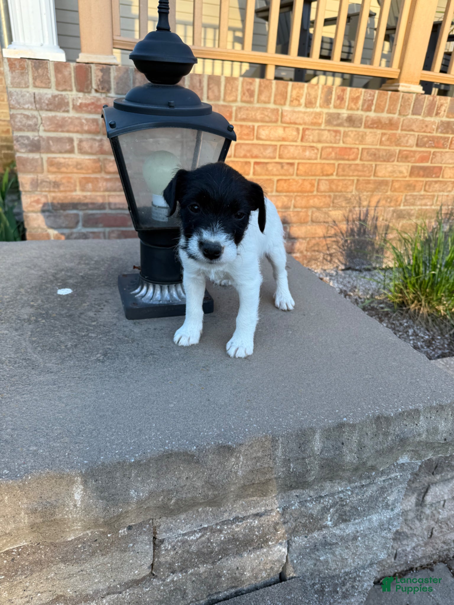 Jack Russell Terrier dogs Jrtca Daisy - Ad 2