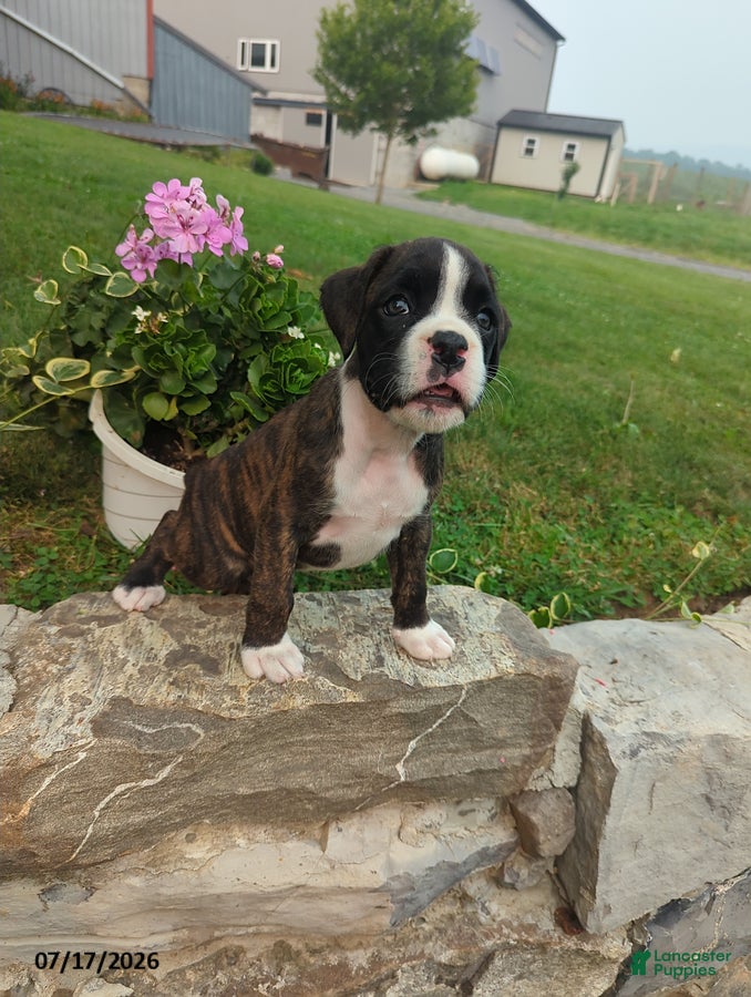 Boxer dogs Kara - Ad 30
