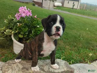 Boxer dogs Kara - Ad 30